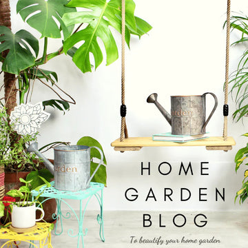 Best Indoor Plants to Buy Online for Beginners