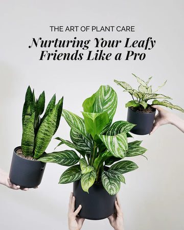 Top Low-Maintenance Indoor Plants for Busy People