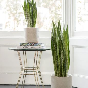 Best Indoor Plants for Home Decor