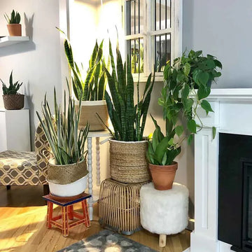 Benefits of Indoor Plants for Home and Office