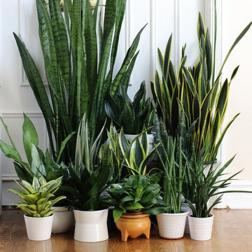How to Care for Indoor Plants After Buying Online