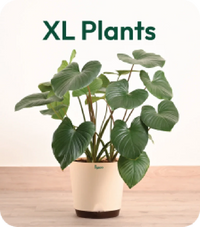 XL Plants