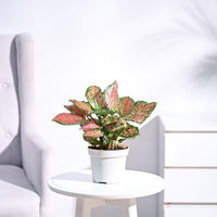 Aglaonema Pink
