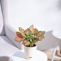 Aglaonema Pink