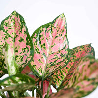 Aglaonema Pink