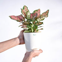 Aglaonema Pink