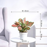 Aglaonema Pink