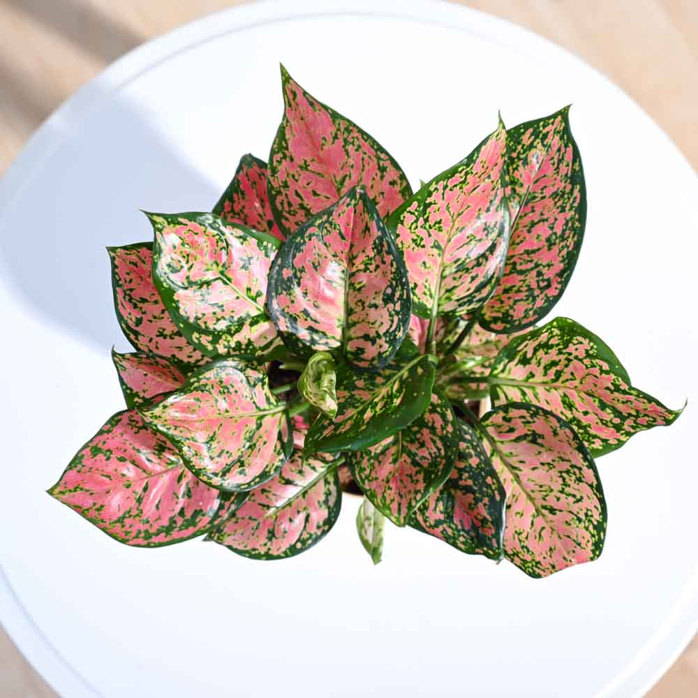 Aglaonema Pink