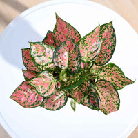 Aglaonema Pink