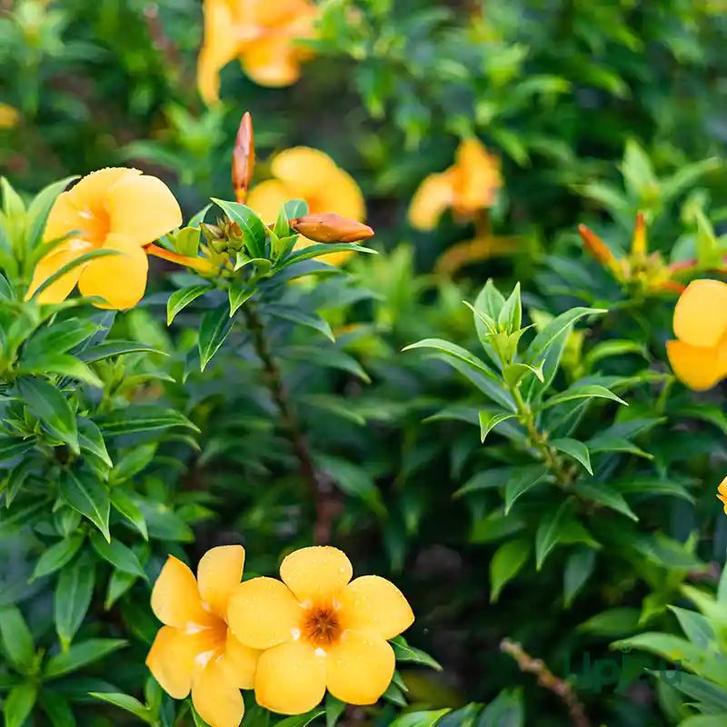 Allamanda (Golden Trumpet) - 6 Inch Pot