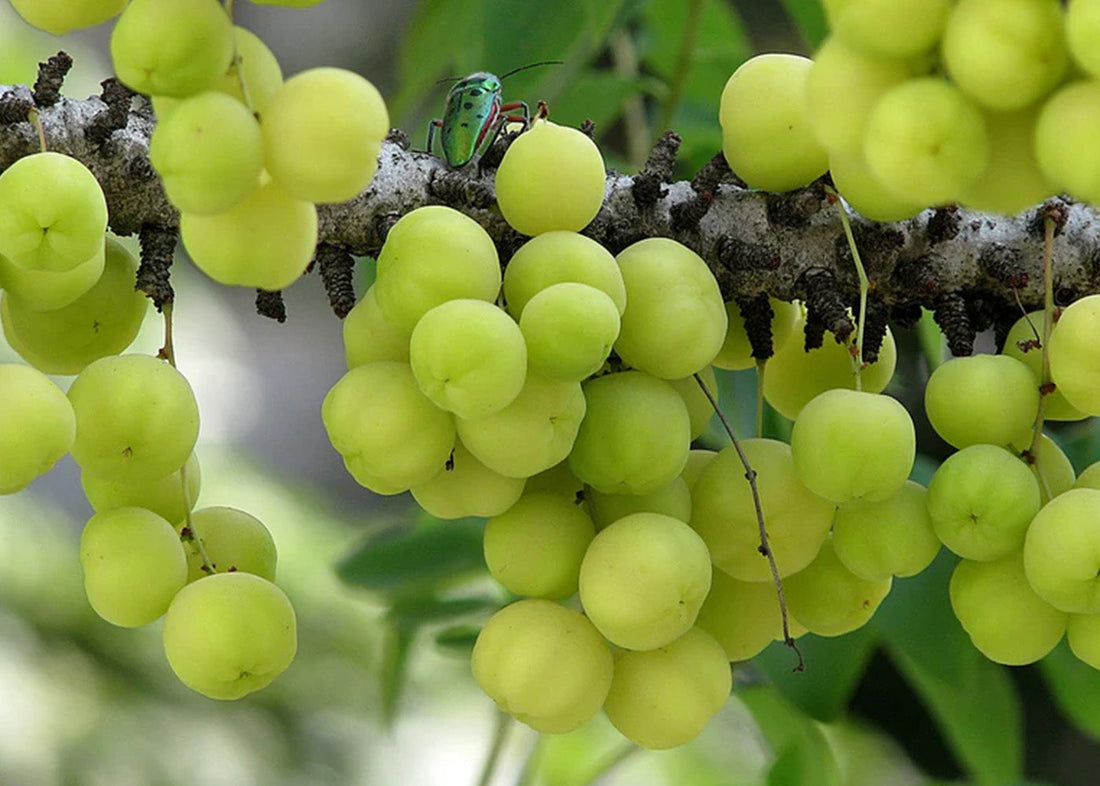Amla - 6 Inch Pot