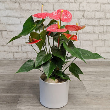 Anthurium - 6 Inch Pot