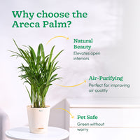 Areca Palm