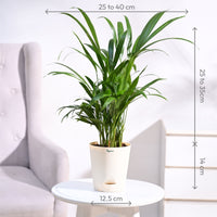 Areca Palm