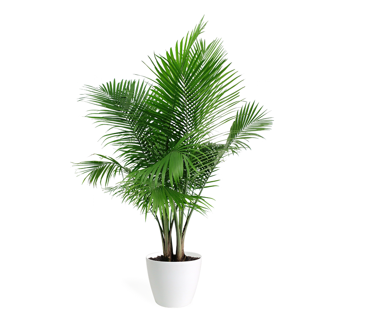 Areca Palm