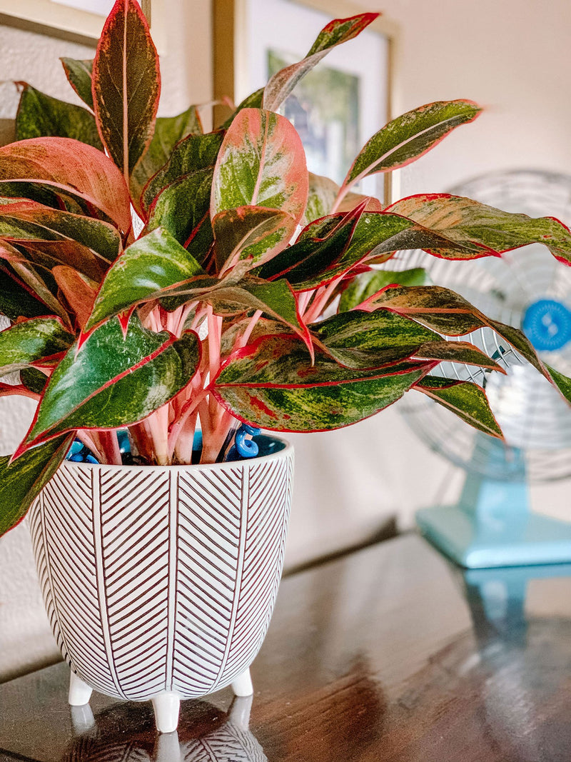 Aglaonema (Chinese Evergreen)