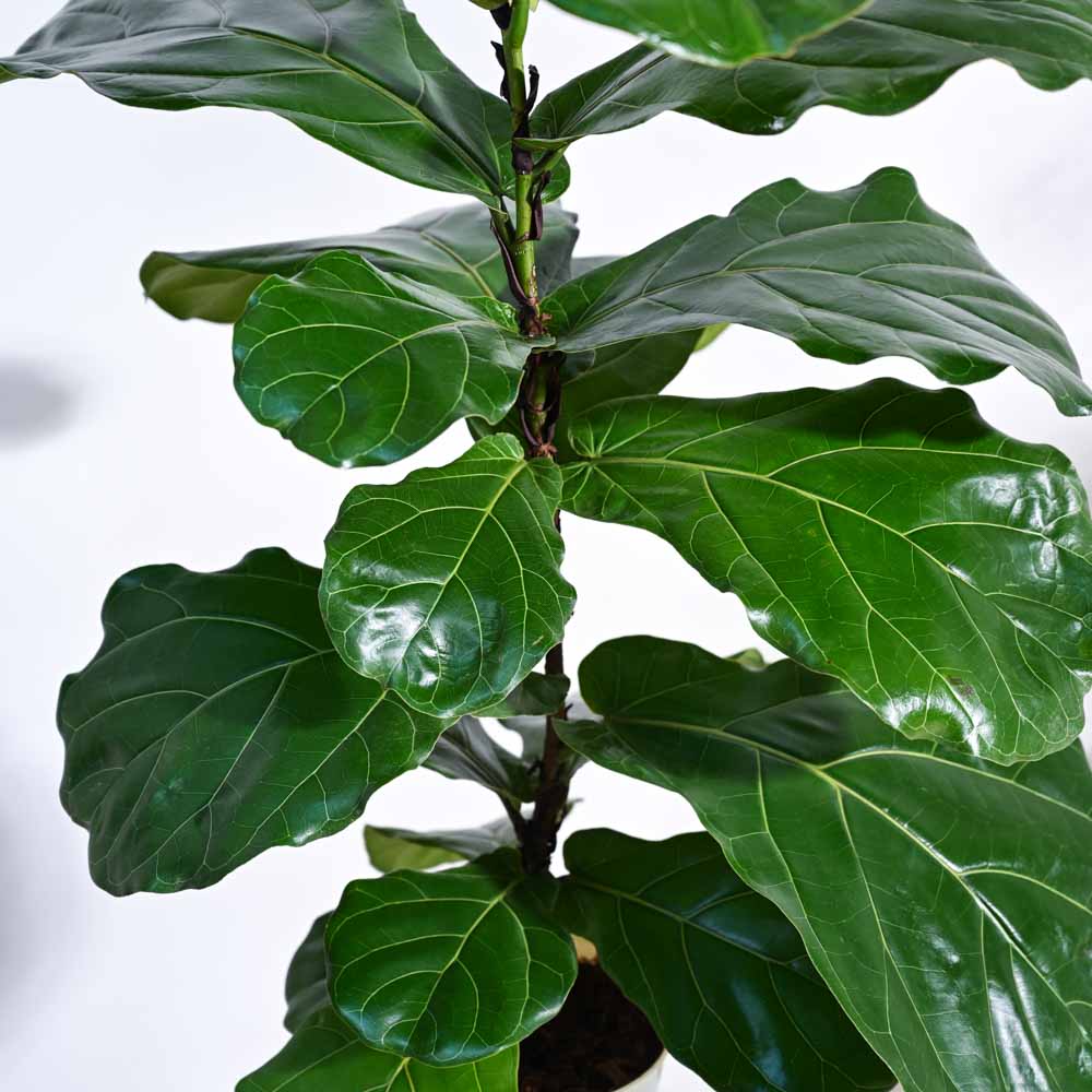 Fiddle Leaf Fig
