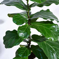 Fiddle Leaf Fig