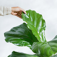Fiddle Leaf Fig