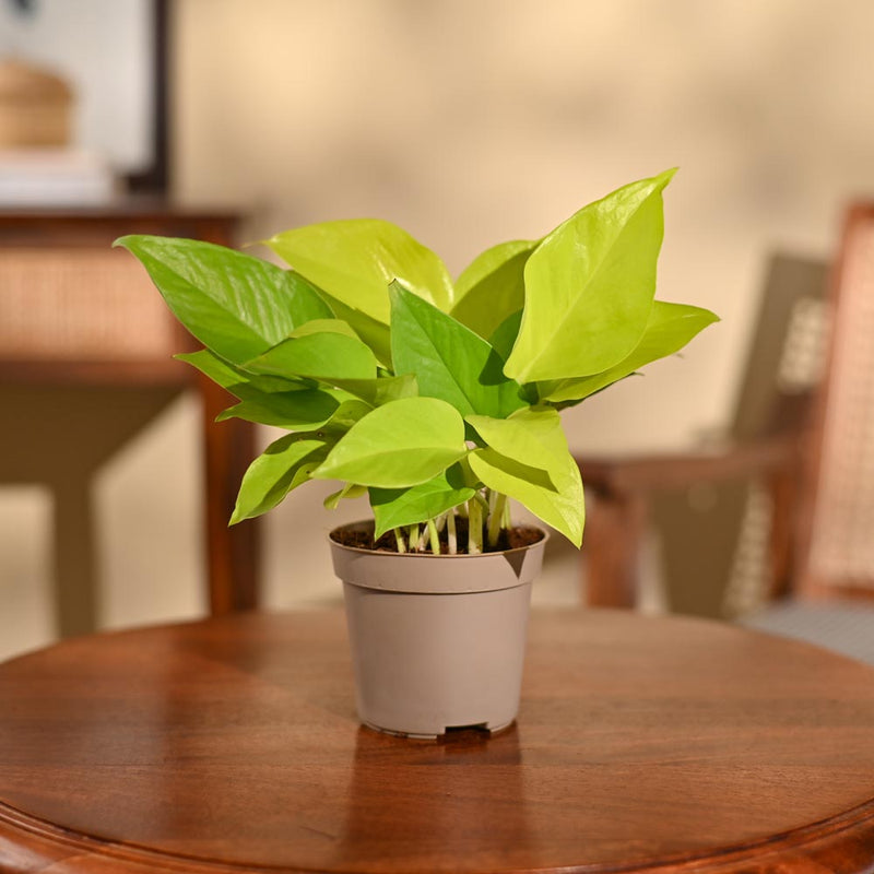 Money Plant