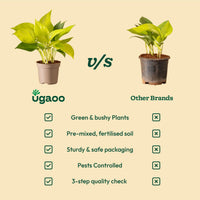 Money Plant