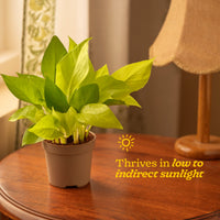 Money Plant