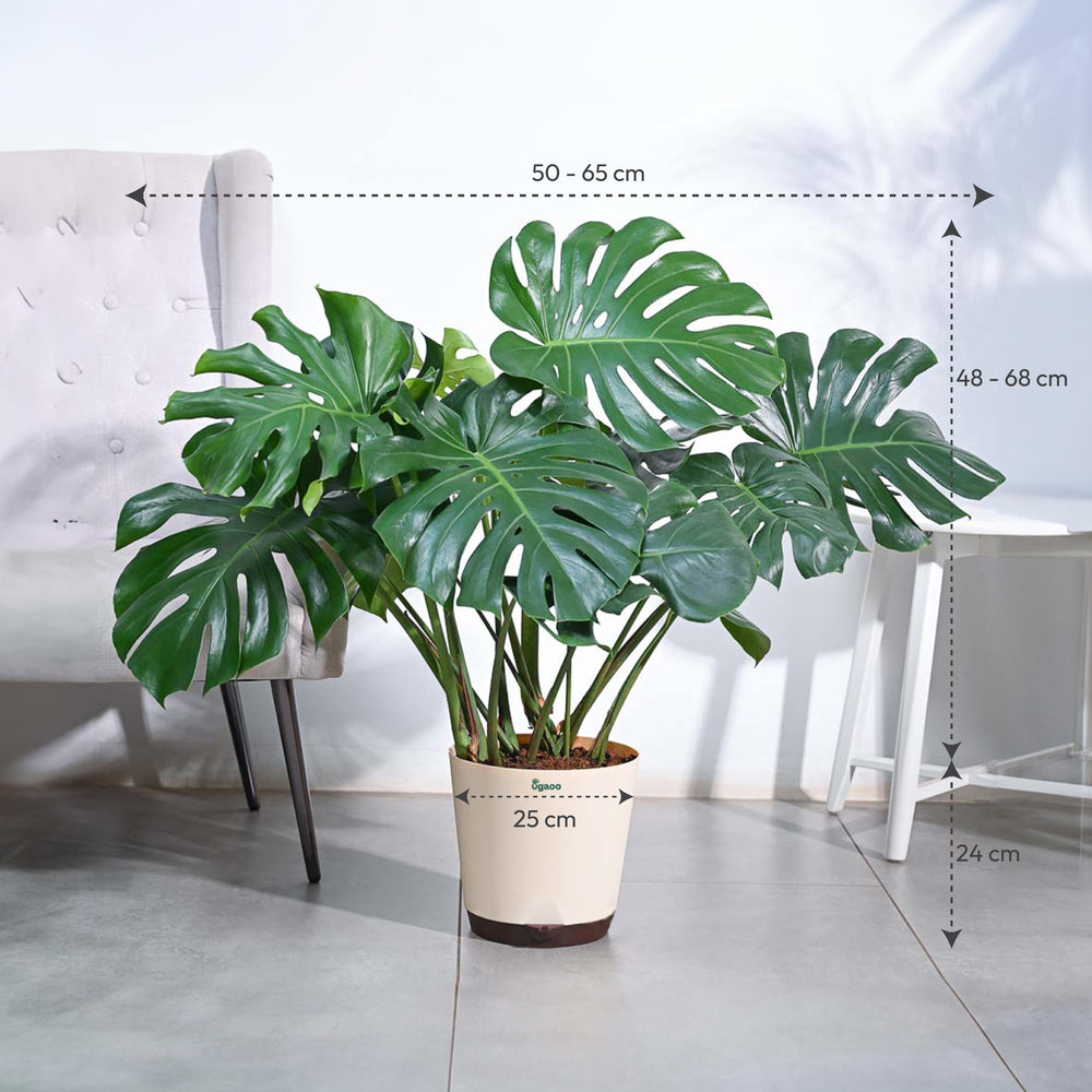 Monstera Plant