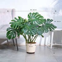 Monstera Plant