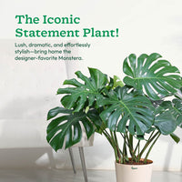 Monstera Plant