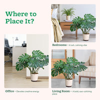 Monstera Plant
