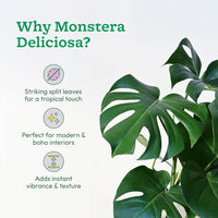 Monstera Plant