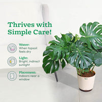 Monstera Plant