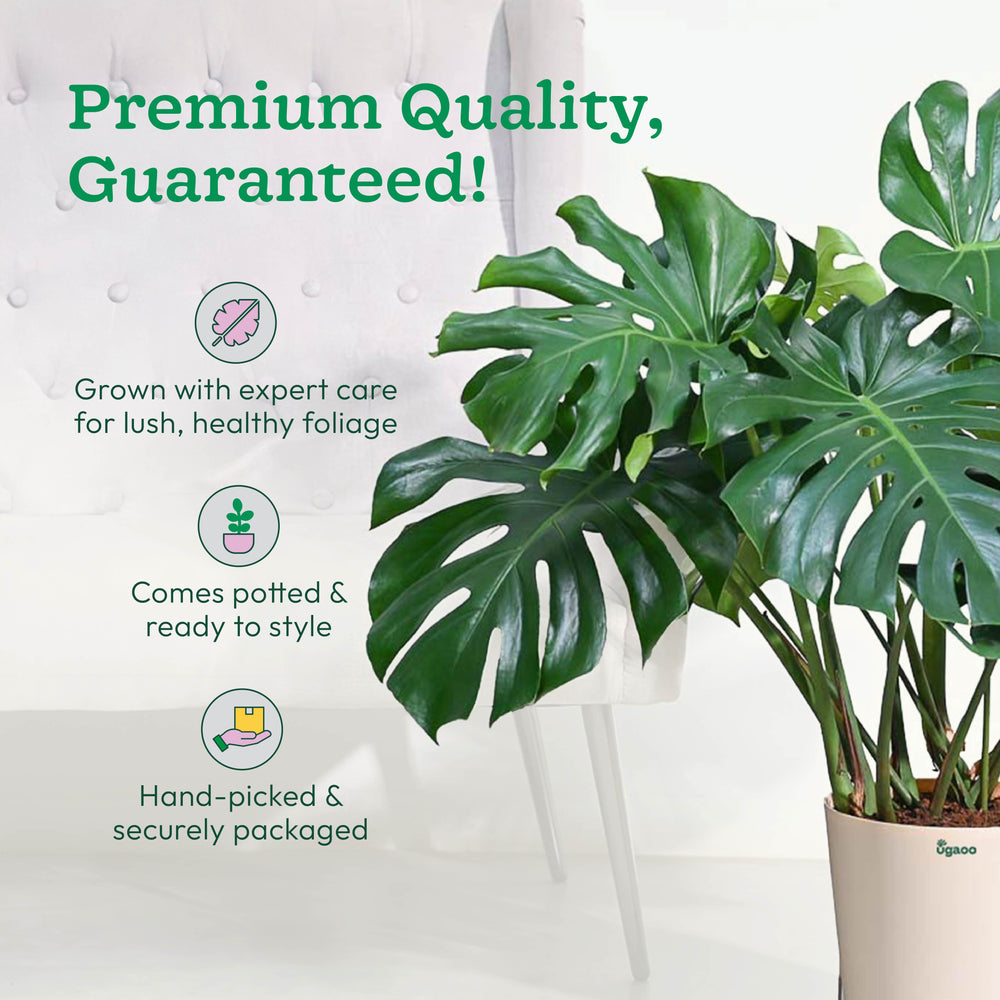 Monstera deliciosa