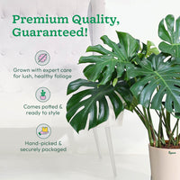 Monstera Plant