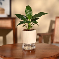 Peace Lily