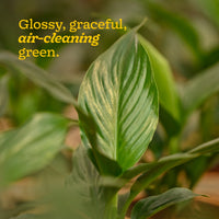 Peace Lily