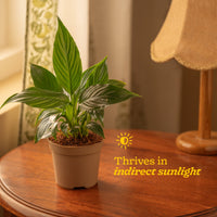 Peace Lily