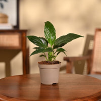 Peace Lily