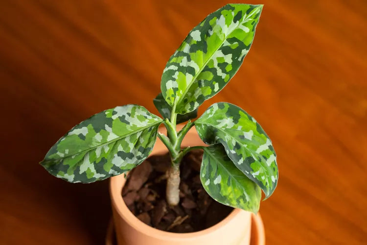Aglaonema Pictum Tricolor - 6 Inch Pot
