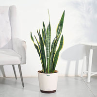 Sansevieria Laurentii