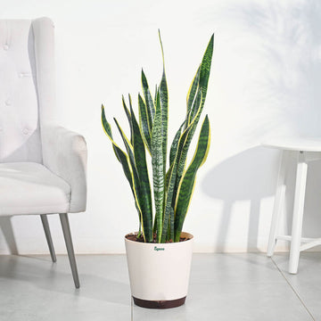 Sansevieria Laurentii