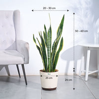 Sansevieria Laurentii