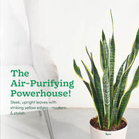 Sansevieria Laurentii