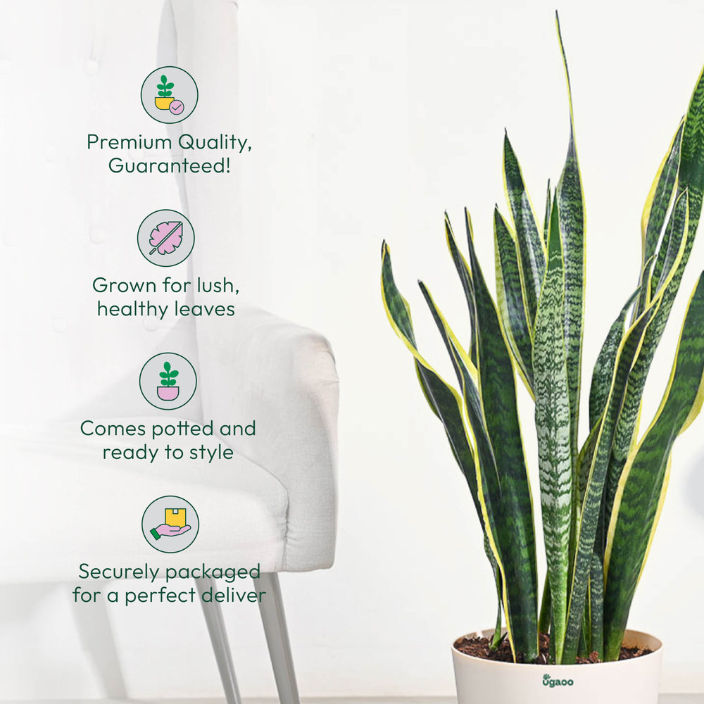 Sansevieria Laurentii