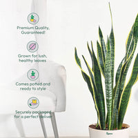 Sansevieria Laurentii