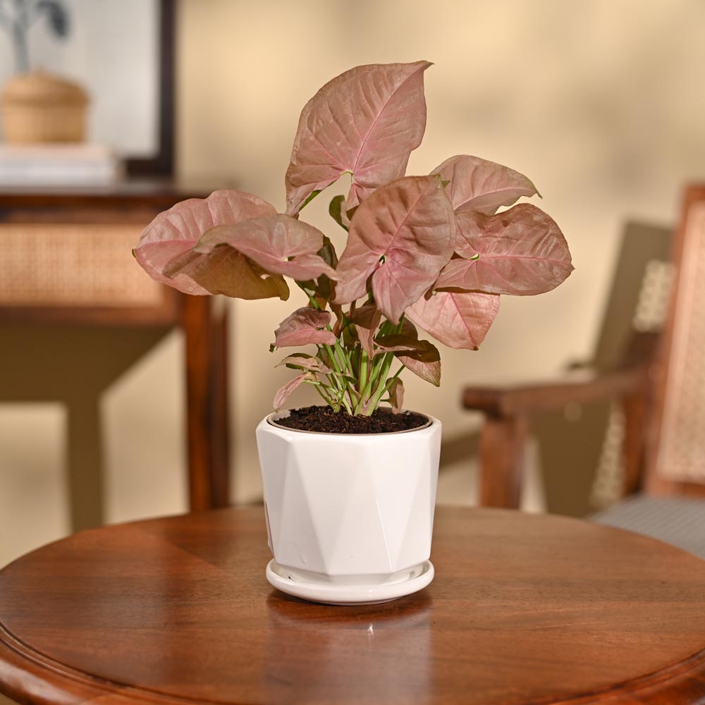 Syngonium Pink