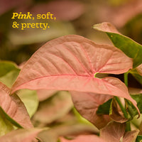 Syngonium Pink