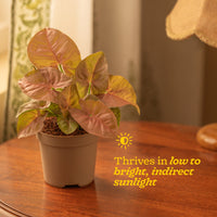 Syngonium Pink