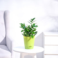 ZZ Plant
