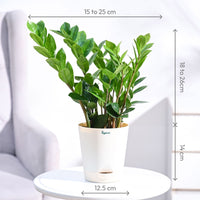 ZZ Plant